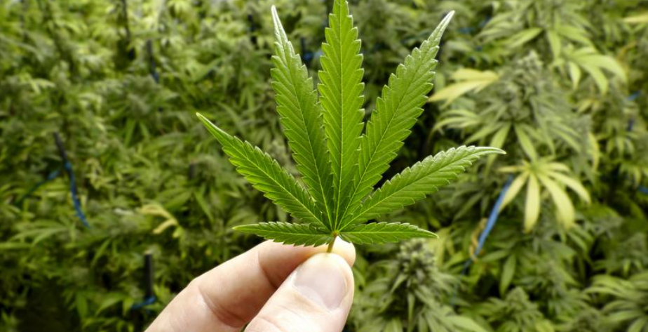 The Green Revolution of Dispensary Cannabis