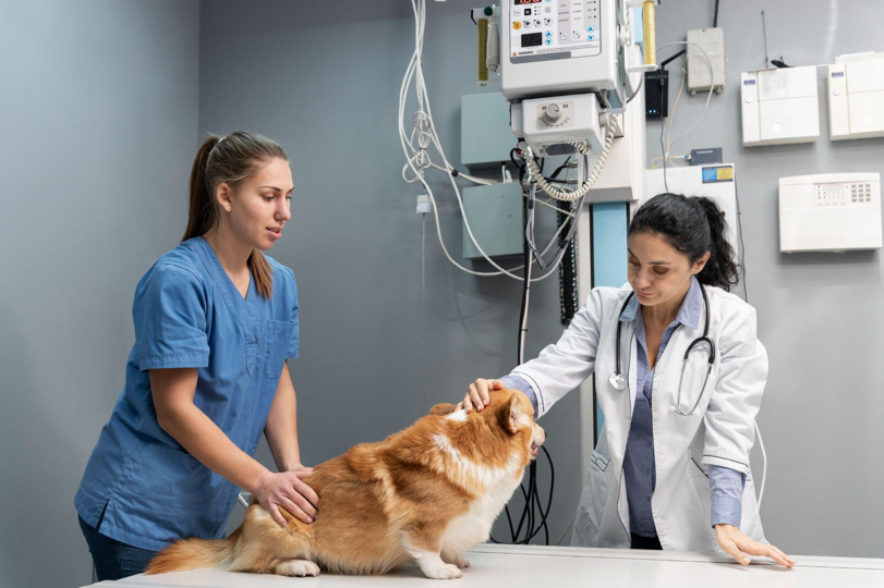 Inside a Modern Pet Surgery Clinic: What Every Pet Parent Should Know